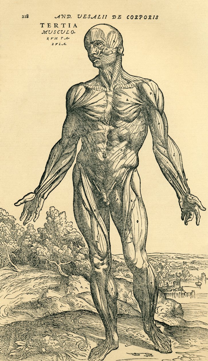 Miehen ihmiskehon etuosa, Andreas Vesaliuksen anatominen tutkimus, jonka alun perin julkaisi De Humani Corporis Fabrica Libri Septem (ihmiskehon kudoksesta seitsemässä kirjassa), julkaissut Basel tekijältä Unknown