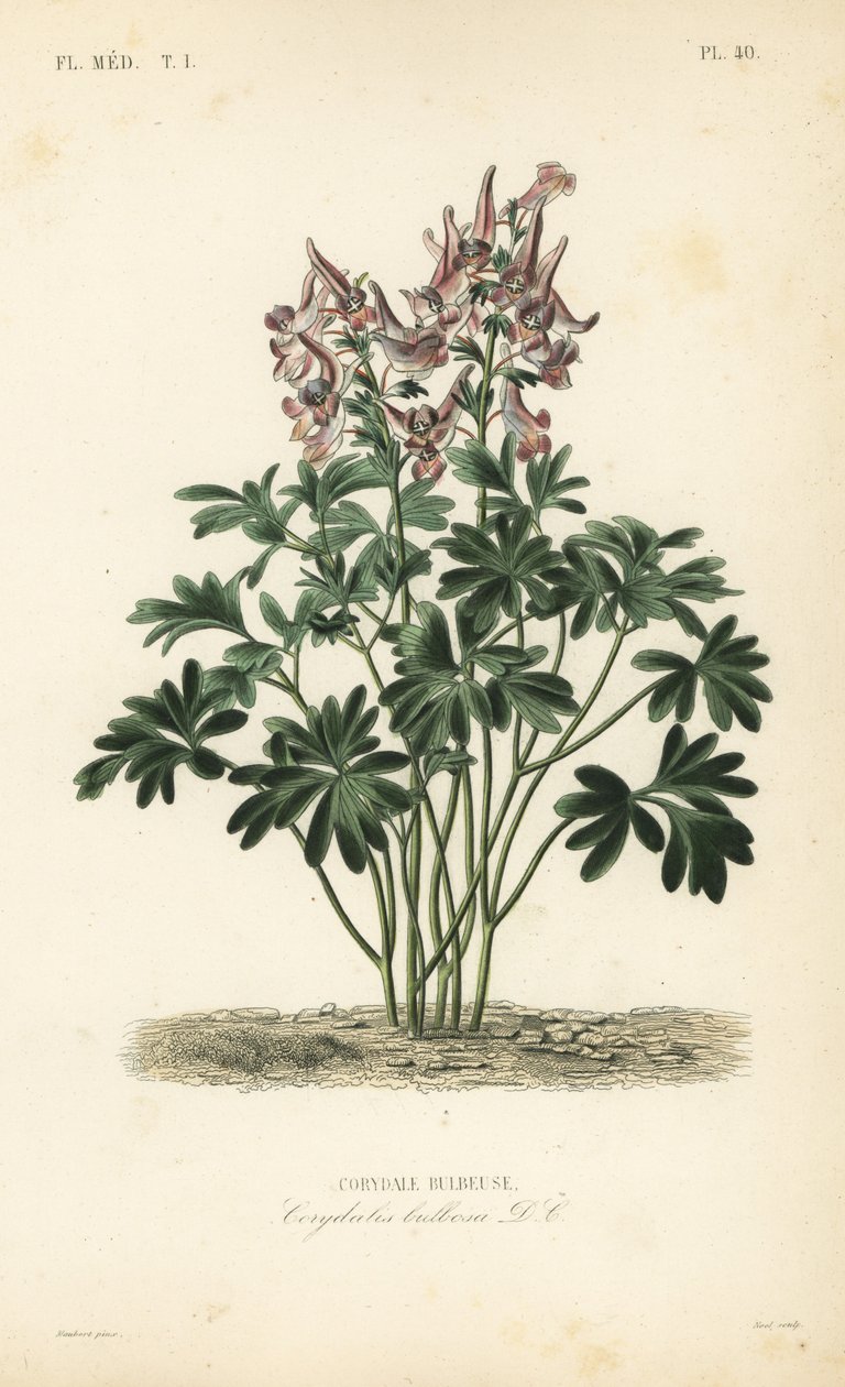 Fumewort, Corydalis solida, Corydalis bulbosa, Corydale bulbeuse tekijältä Unbekannt