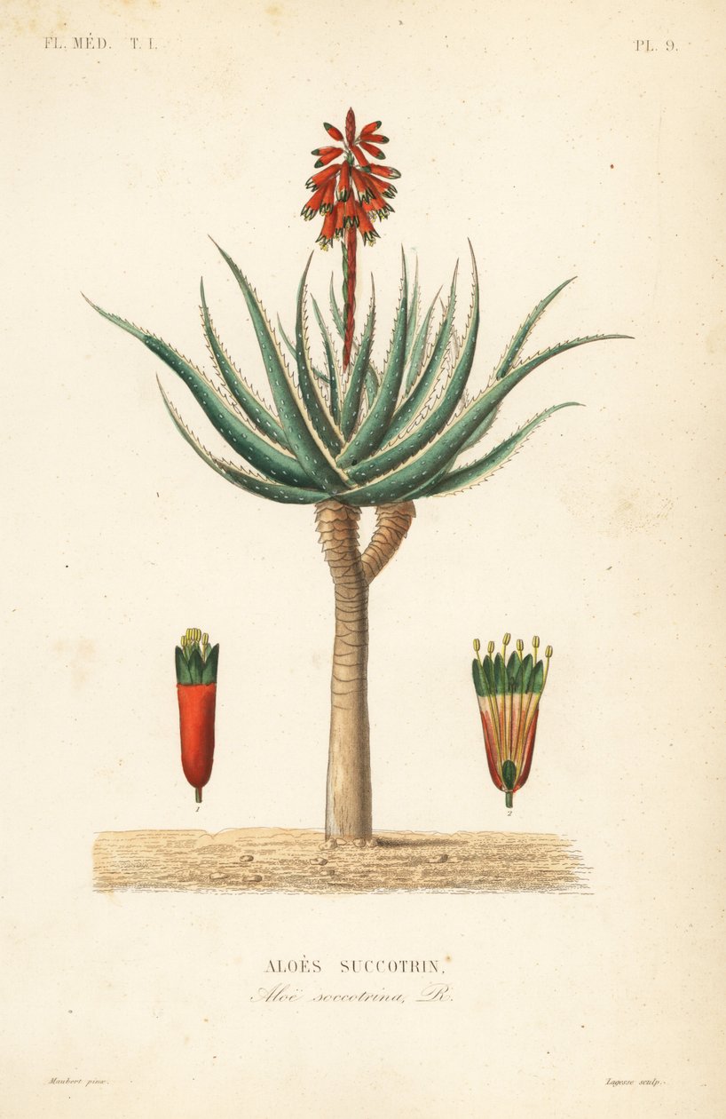 Fynbos aloe, Aloe succotrina, Aloe succotrina tekijältä Unbekannt