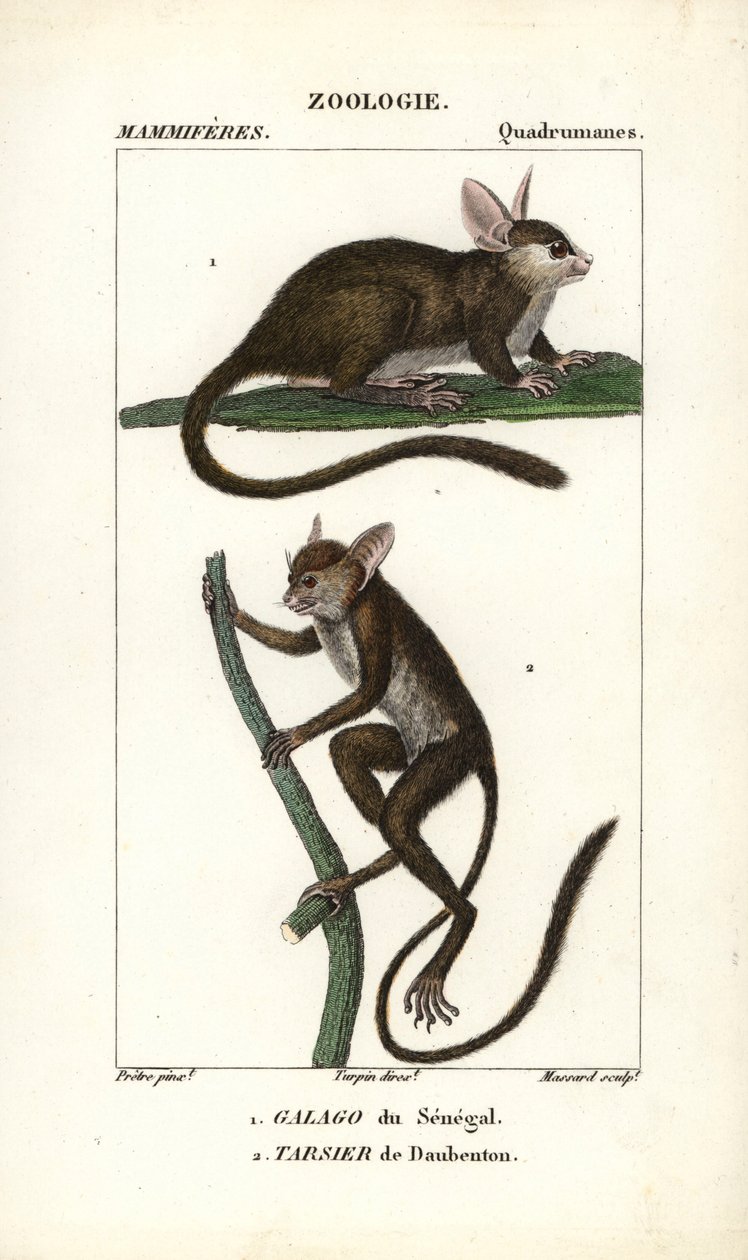Galago du Senegal ja tarsier de Daubenton - Eau forte, Jean Gabriel Pretre (1780-1845), kaiverrettu Carnonkelin toimesta, Frederic Cuvierin luonnontieteiden sanakirjaan: nisäkkäät, toimittanut Pierre Jean Francois Turpin (1775-1840), julkaissut F.G.Levrau. tekijältä Unbekannter Künstler