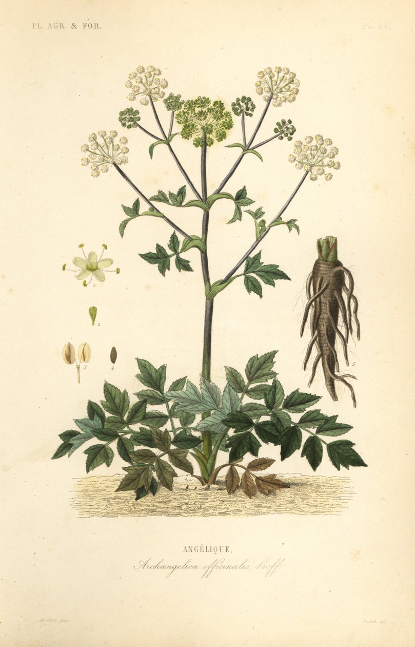 Garden Angelica tai villi selleri, Angelica archangelica, Archangelica officinalis, Angelique tekijältä Unbekannt