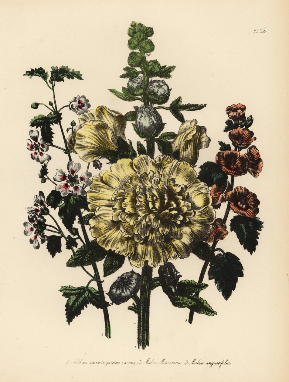 Puutarhamalva, Althaea rosea, Munron malva, Malva munroana, ja kapealehtinen malva, Malva angustifolia. Henry Noel Humphreysin käsin viimeistelemä kromolitografia Jane Loudonin kuvituksen mukaan, joka on peräisin teoksesta Mrs Jane Loudon