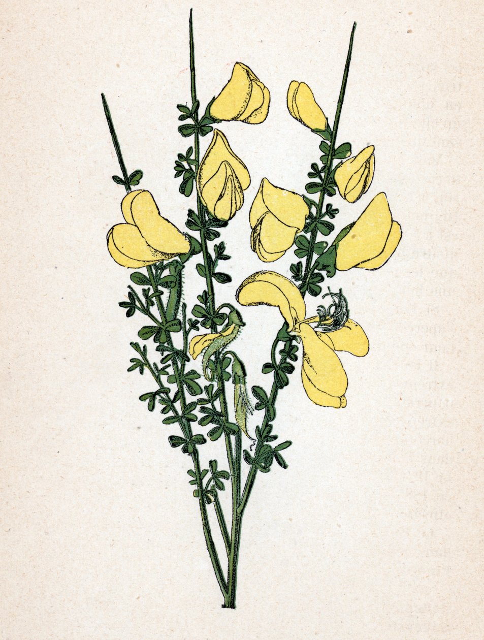 Genet a broom (Cytisus scoparius) (yleinen luuta tai skotlantilainen luuta) Kasvitieteellinen taulu Paul Hariot