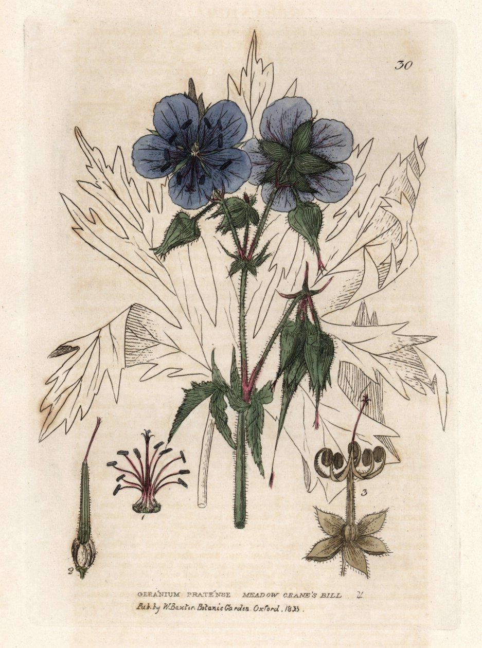 Presin geranium. Värillinen kuparikaiverrus Isaac Russellin piirroksesta William Baxterin kirjasta "English Botanical Phenomenes". tekijältä Unbekannter Künstler