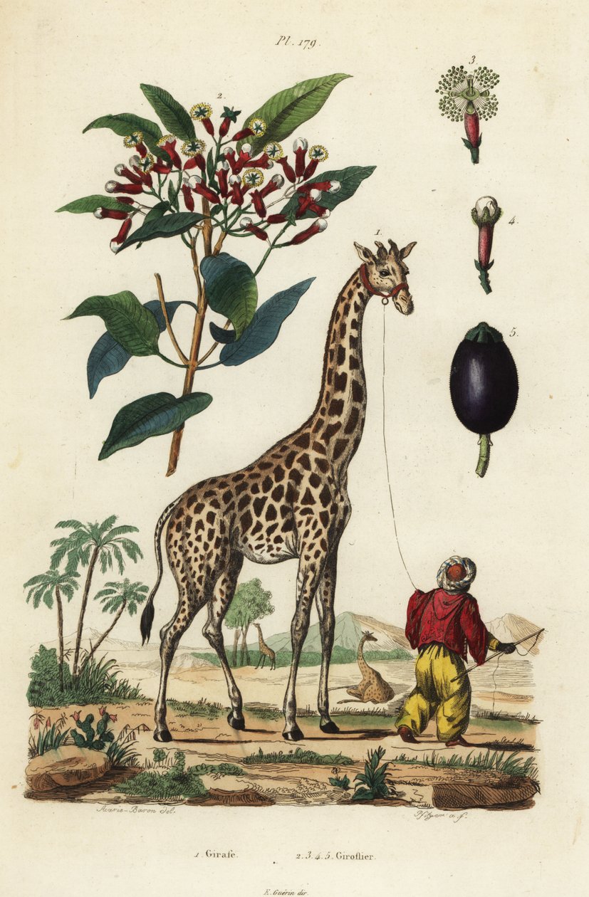 Kirahvi, Giraffa camelopardalis, käsittelijä ja neilikkapuu, Syzygium aromaticum tekijältä Unbekannt