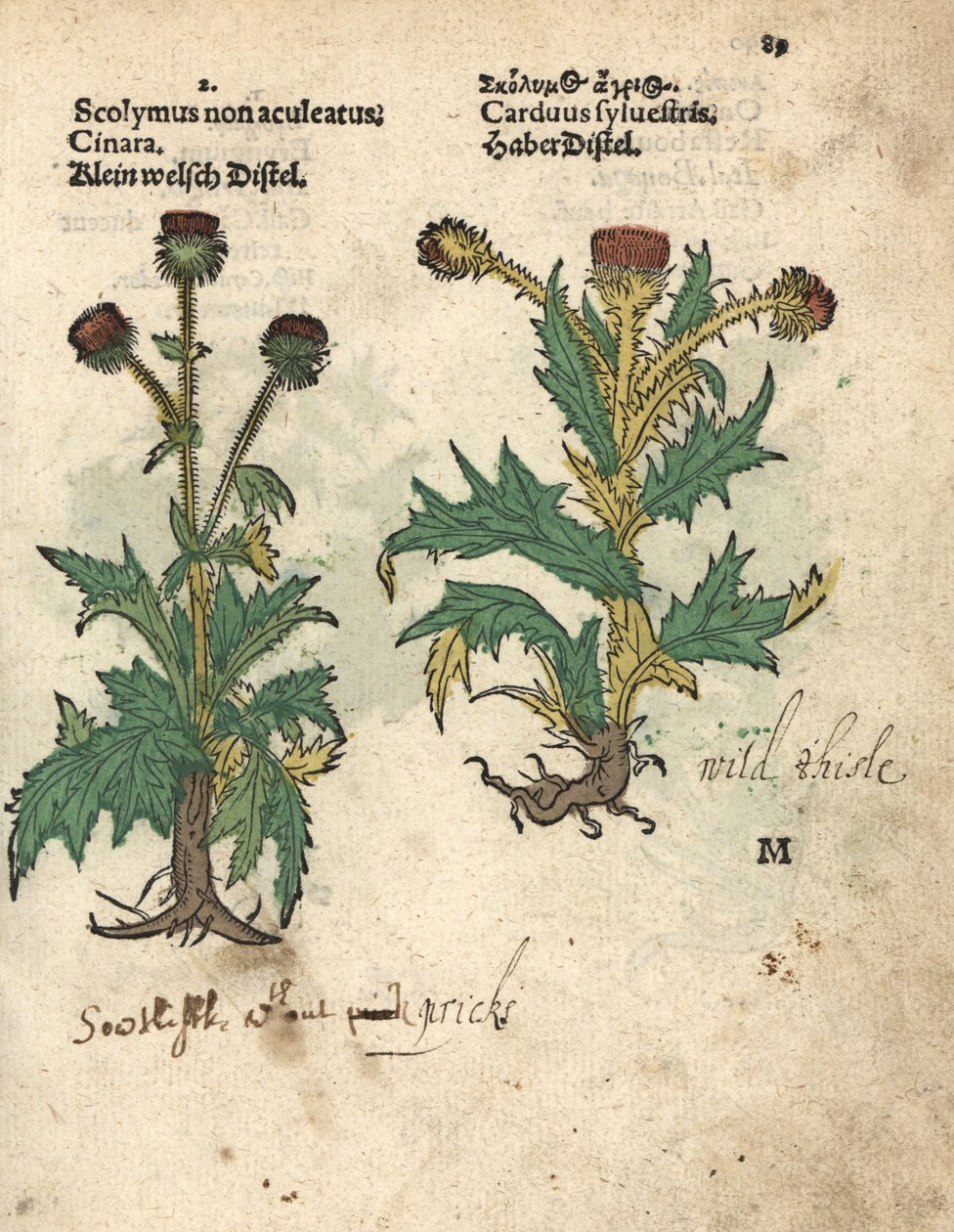 latva-artisokka, Cynara cardunculus var. scolymus, ja villi ohdake, Carduus sylvestris. Käsinväritetty puupiirroskuva kasvitieteellisestä kuvituksesta Adam Lonicerin teoksesta Krauterbuch, or Herbal, Frankfurt. tekijältä Unbekannter Künstler
