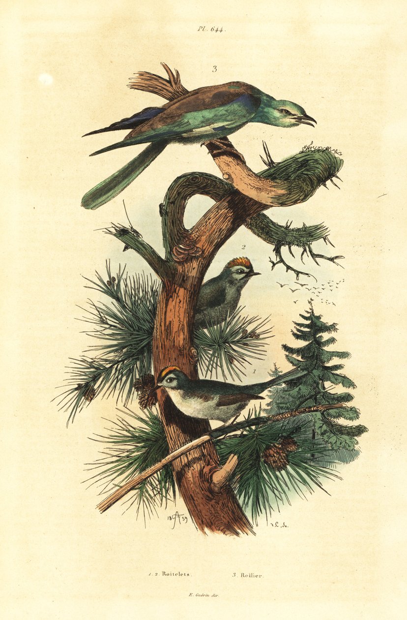 Goldcrests, Regulus regulus ja eurooppalainen jyrä, Coracias garrulus tekijältä Unbekannt