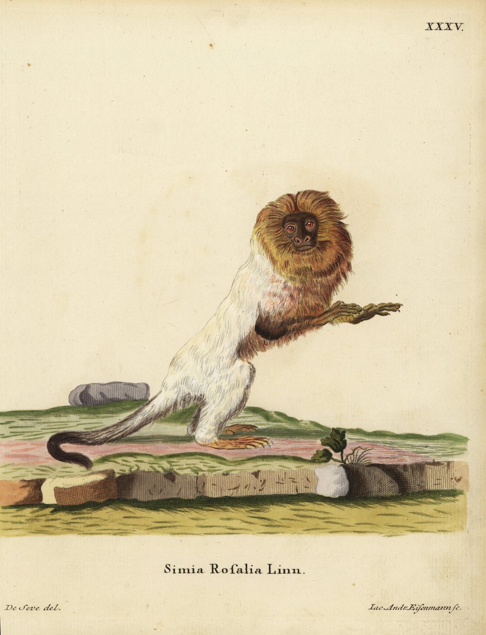 Kultainen leijonatamariini tai kultainen marmosetti, Leontopithecus rosalia. Uhanalainen. Simia rosalia Linn. Jakob Andreas Eisenmannin käsin tekemä kuparikaiverrus Jacques de Seven kuvituksen mukaan Johann Christian Daniel Schreberin teoksesta Animal Illu tekijältä Unbekannter Künstler