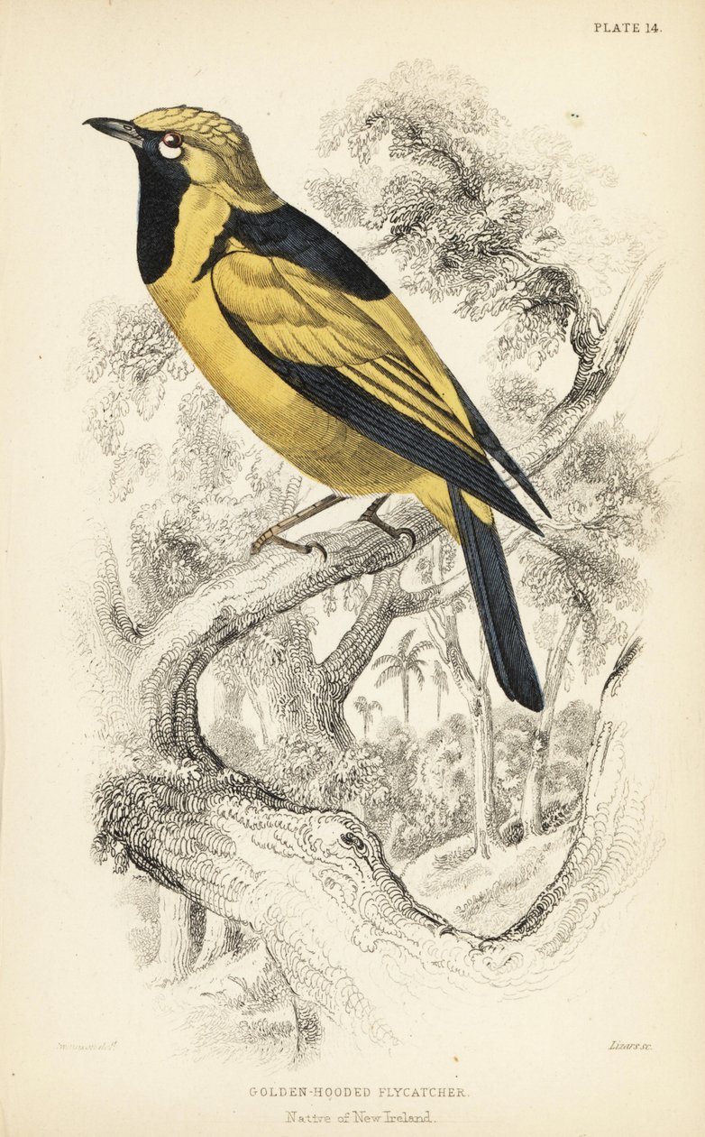Kultainen monarkki, Carterornis chrysomela (Golden-hooded flycatcher, Monacha chrysomela). William Lizarsin käsin värjätty teräskaiverrus William Swainsonin kuvituksen mukaan Sir William Jardine