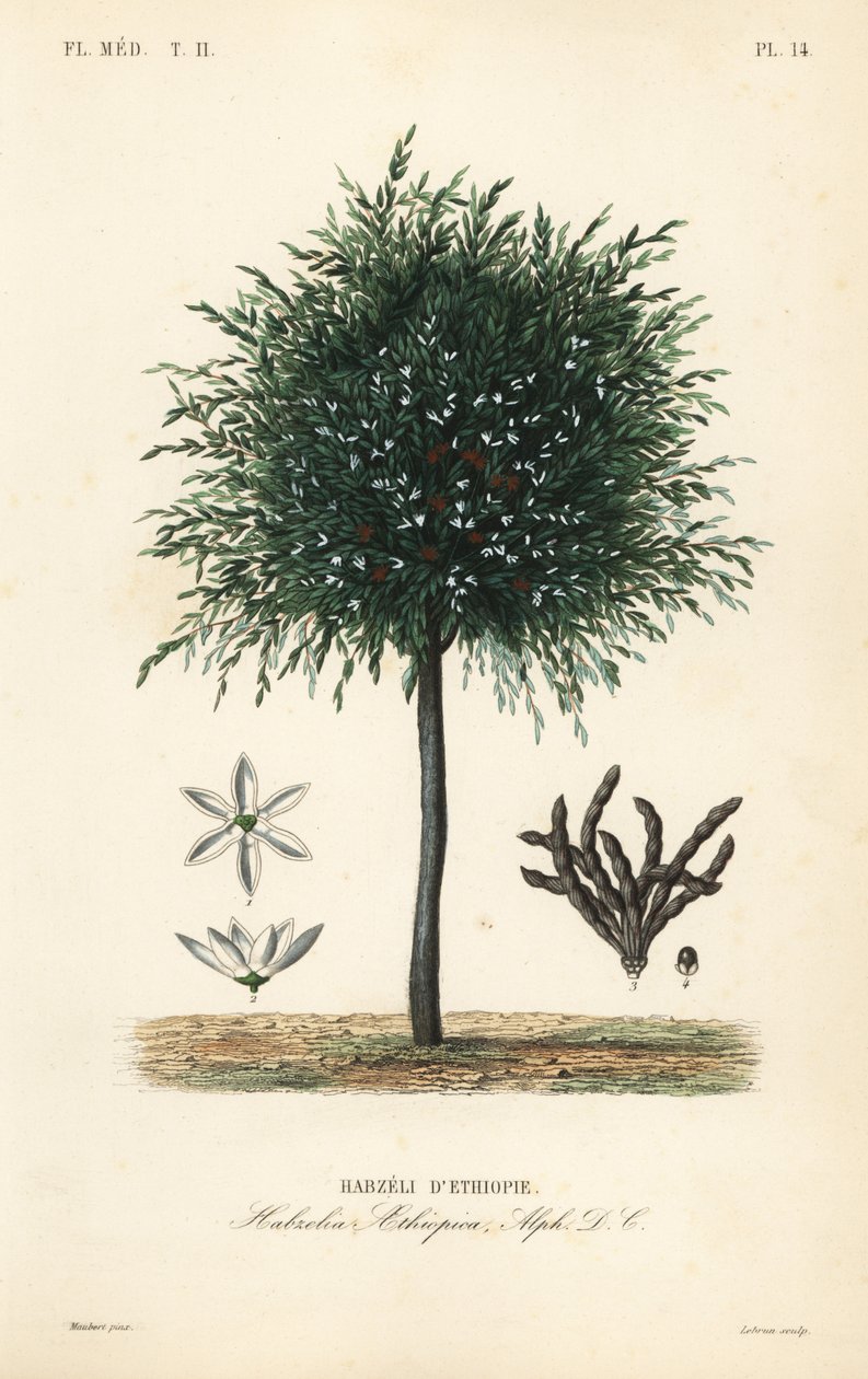 Selimin, Xylopia aethiopica-, Habzelia aethiopica-, Etiopian Habzeli-jyvät tekijältä Unbekannt