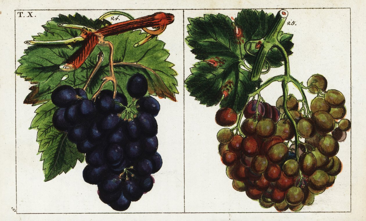 Rypälelajikkeet, Vitis vinifera. tekijältä Unbekannter Künstler