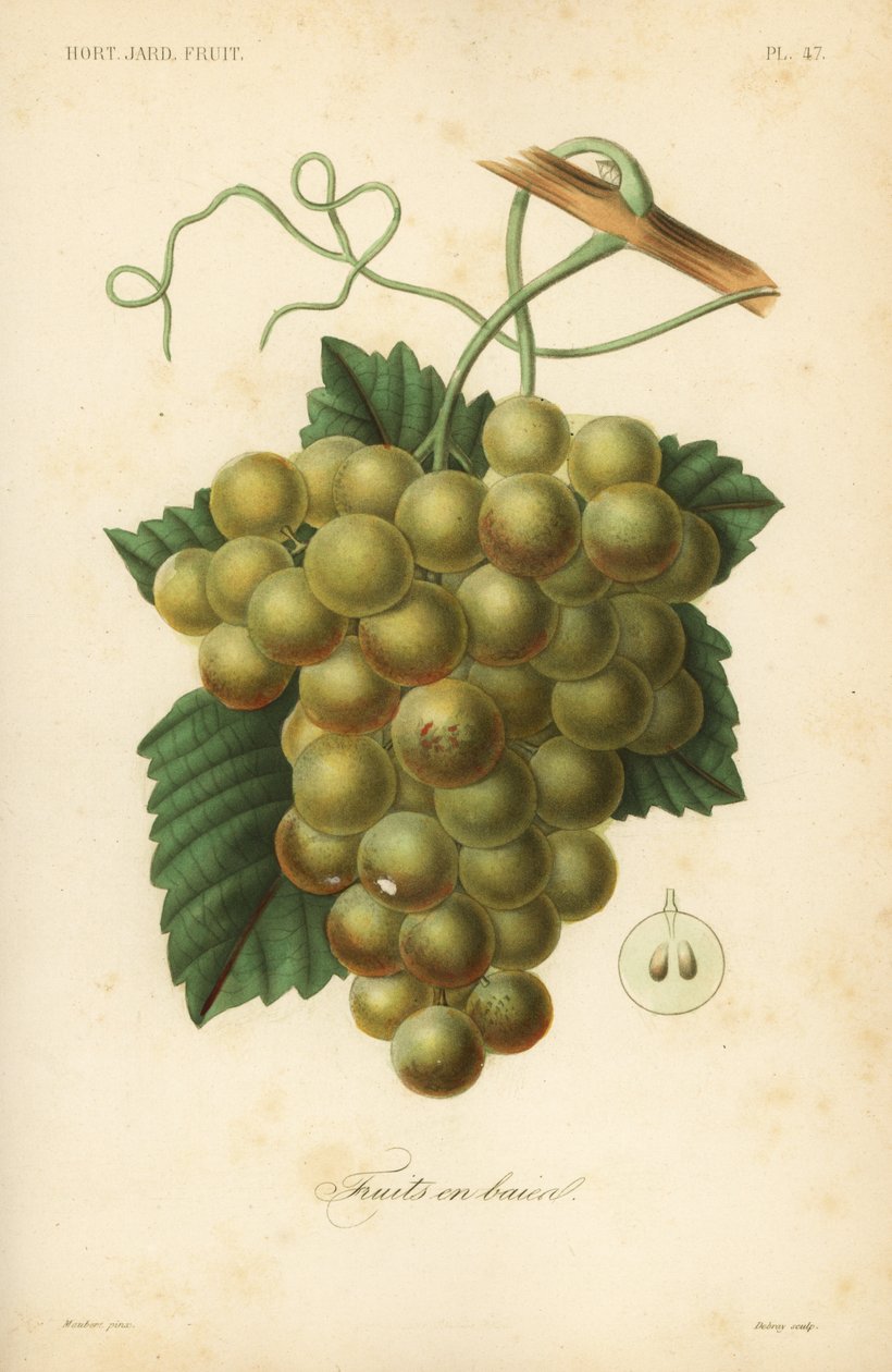 Rypäleet, Vitis vinifera tekijältä Unbekannt