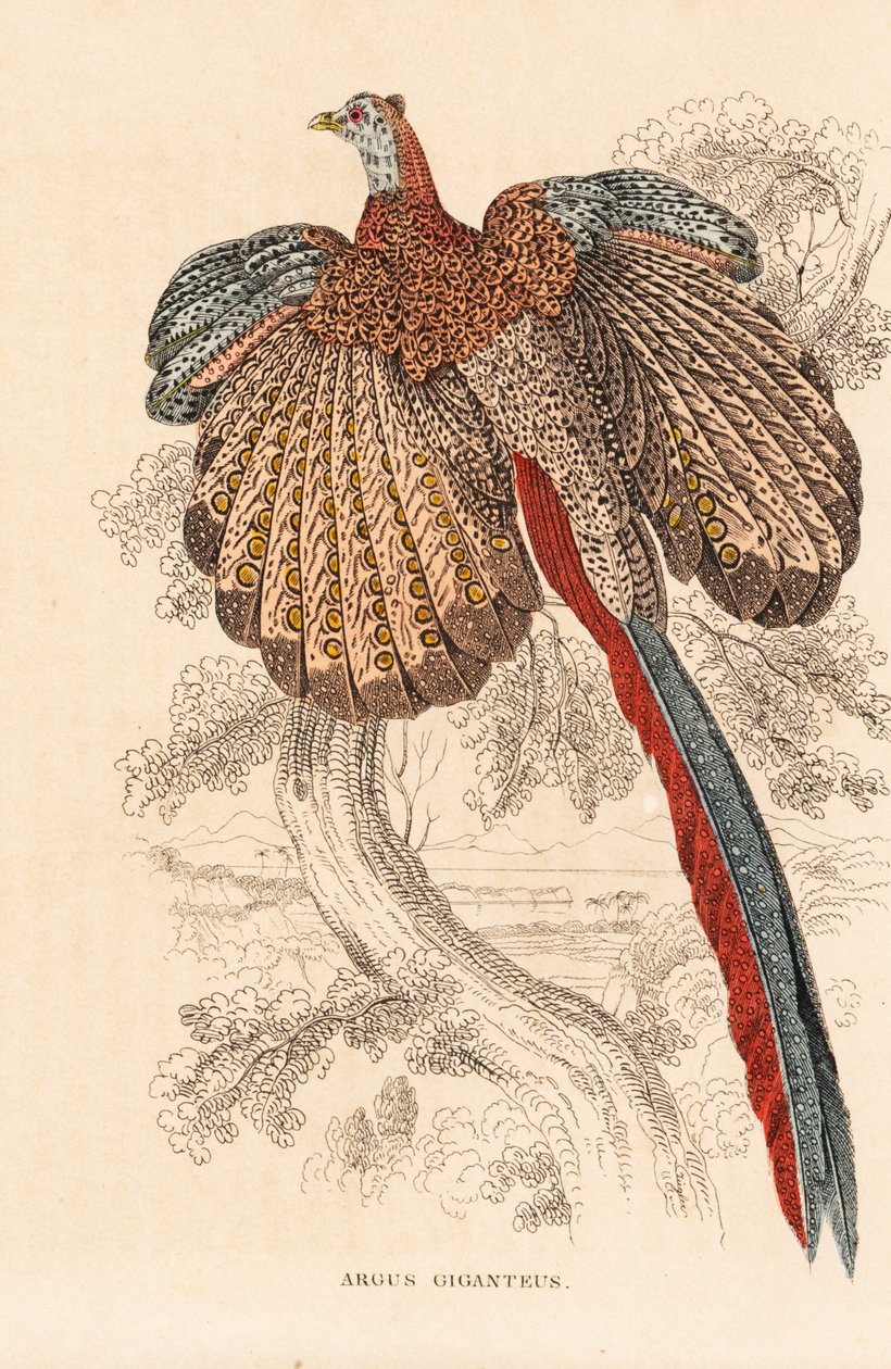 Suuri argusfasaani, Argusianus argus (Argus giganteus). Käsinväritetty litografia Georg Friedrich Treitschken luonnontieteellisestä galleriasta, Naturhistorischer Bildersaal des Thierreiches, Liepzig. tekijältä Unbekannter Künstler