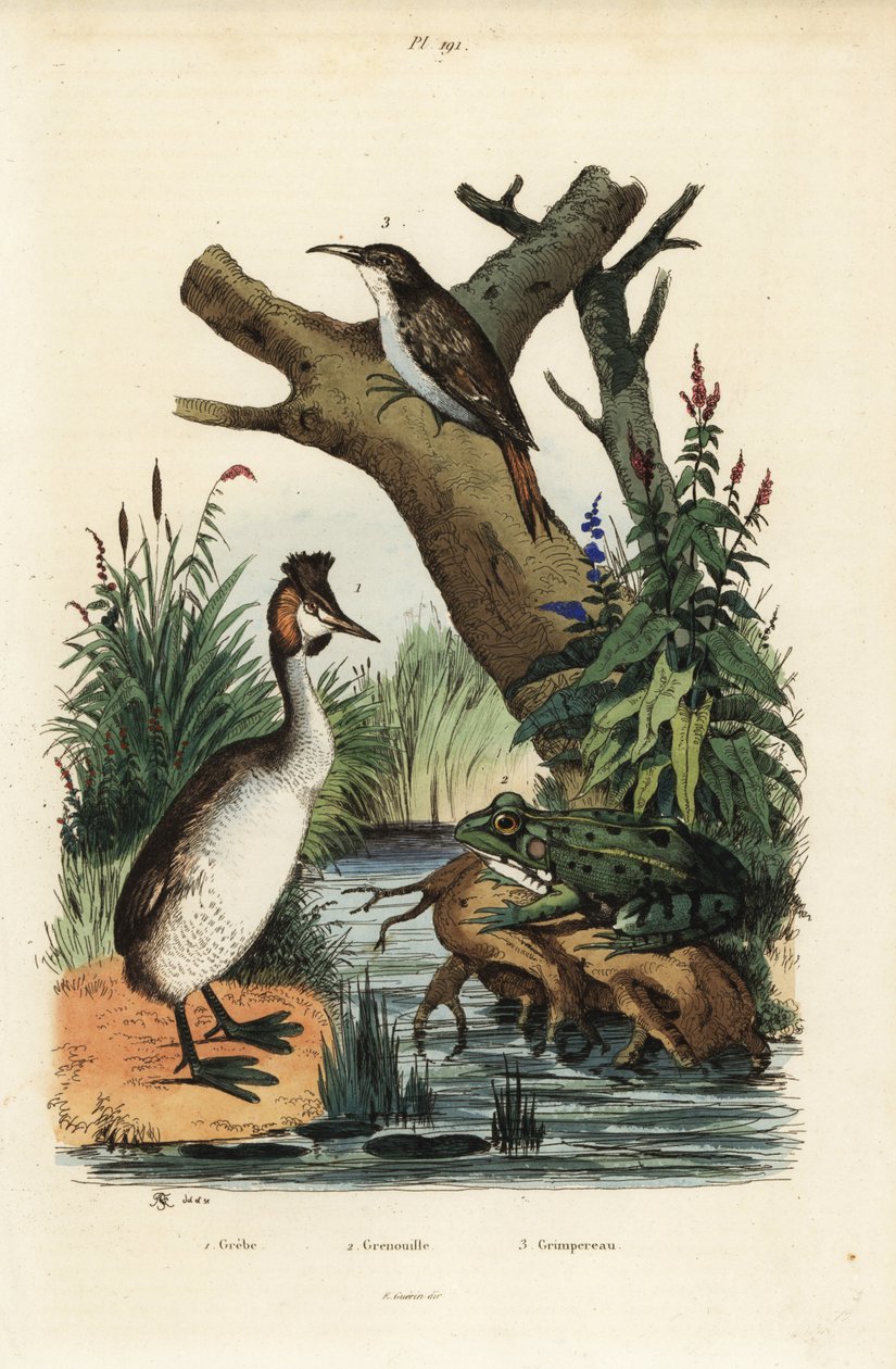 Harivuori, Podiceps cristatus 1, vihreä sammakko, Pelophylax esculentus 2 ja kääpiö, Certhia familiaris 3 tekijältä Unbekannt
