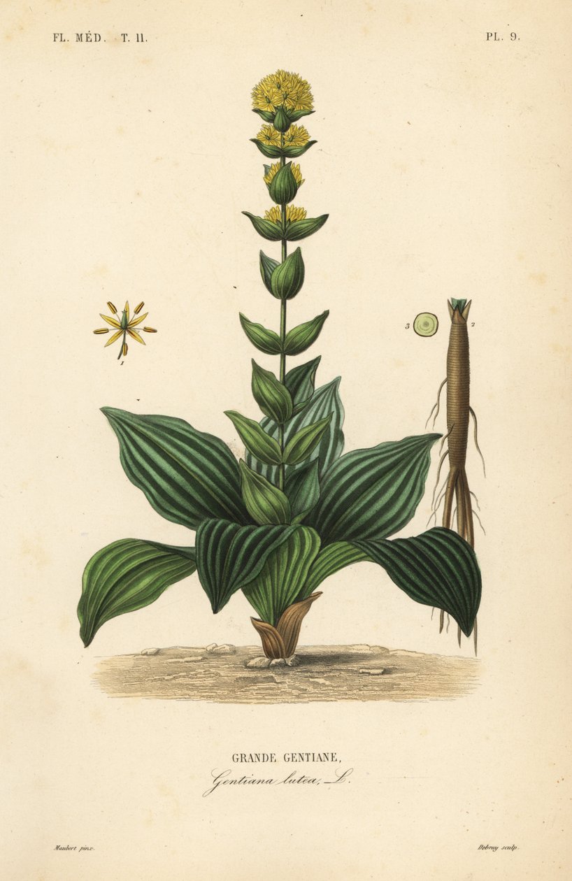 Suuri keltainen gentian, Gentiana lutea, Grande Gentian tekijältä Unbekannt