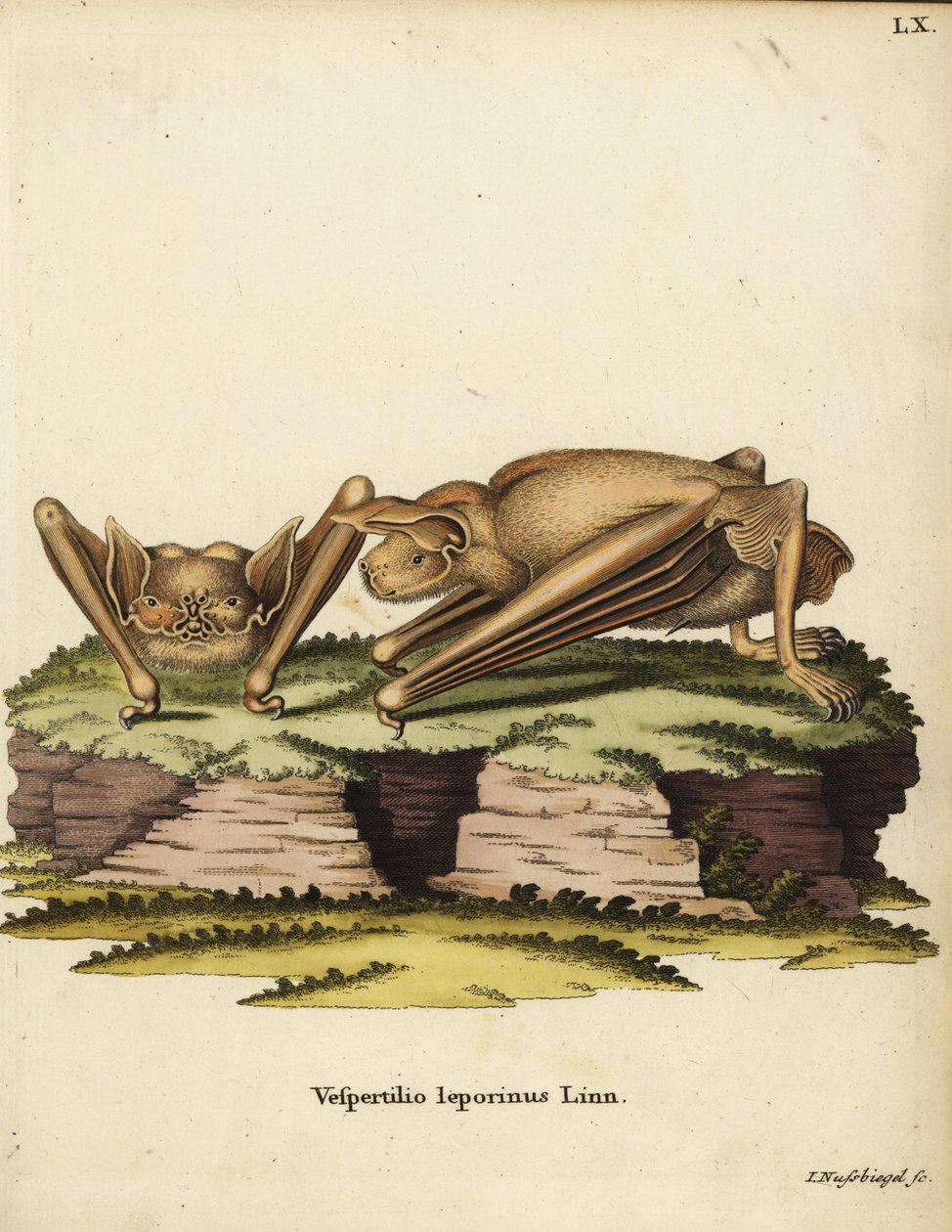 Iso häränlepakko, Noctilio leporinus. Vespertilio leporinus Linn. Johann Nussbiegelin käsin värjätty kuparipiirros Johann Christian Daniel Schreberin teoksesta Animal Illustrations after Nature eli Schreber
