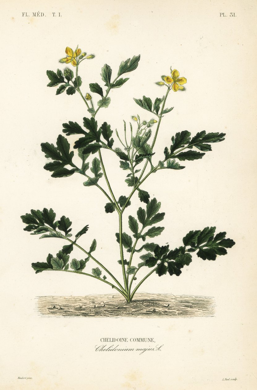 Selandiini, Chelidonium majus, Chelidoine tekijältä Unbekannt