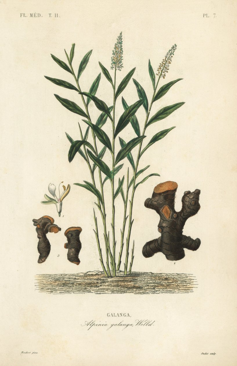 Greater galangal tai Thai galangal, Alpinia galanga, Galanga tekijältä Unbekannt
