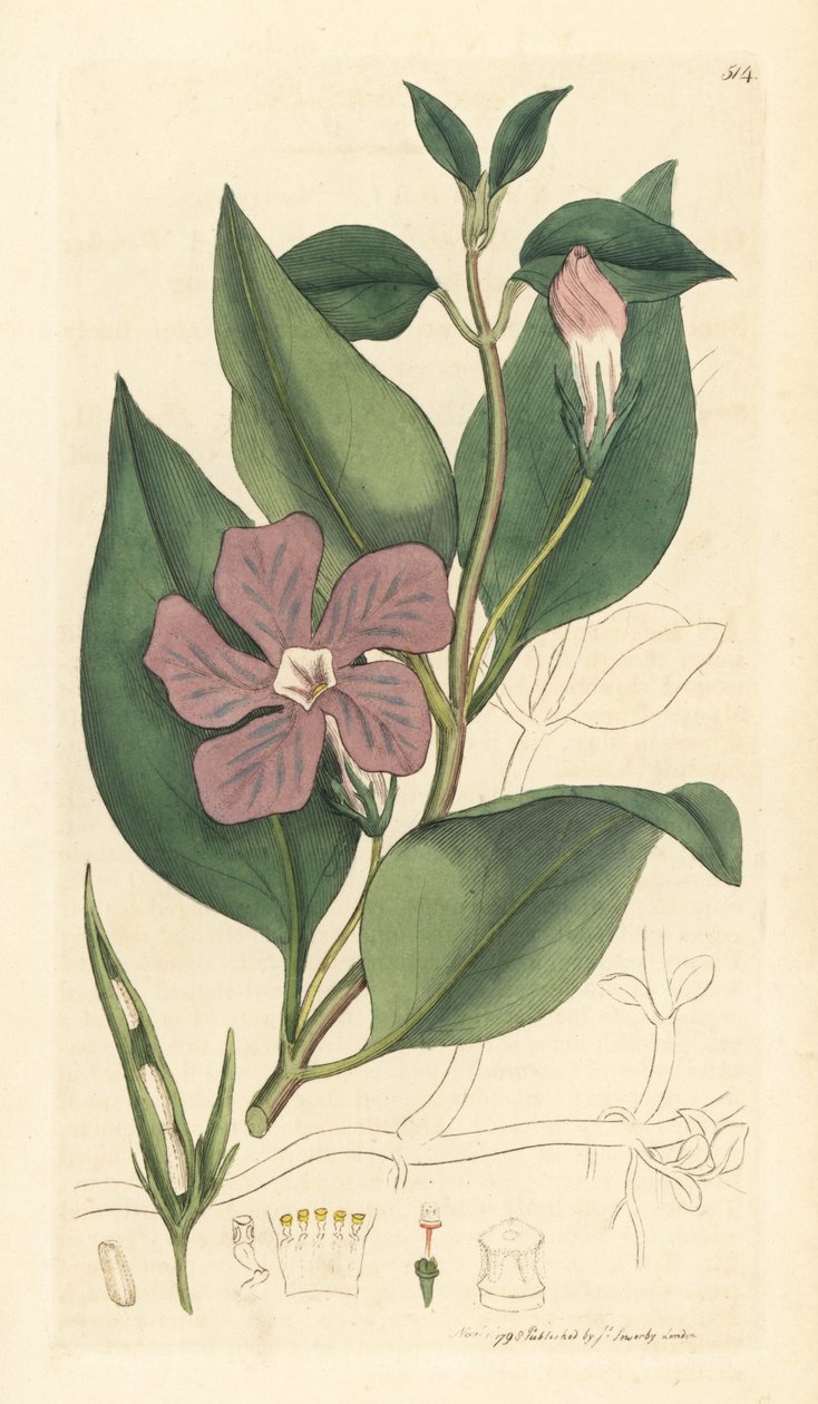 Vinca major (grande periwinkle) Käsinväritetty kuparipiirros James Sowerbyn piirroksen mukaan James Smithin englantilaista kasvitieteellistä teosta varten. tekijältä Unbekannter Künstler