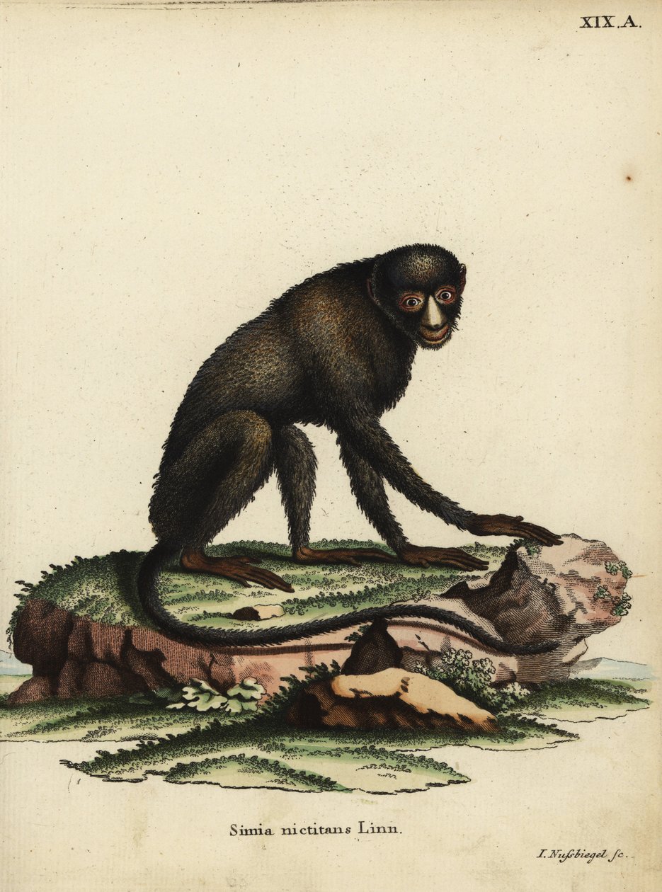 Iso laikkunokka-apina tai kittinokka-apina. Cercopithecus nictitans. Simia Nictitans Linn. Johann Nussbiegelin käsin värjätty kuparipiirros Johann Christian Daniel Schreberin teoksesta Animal Illustrations after Nature eli Schreber
