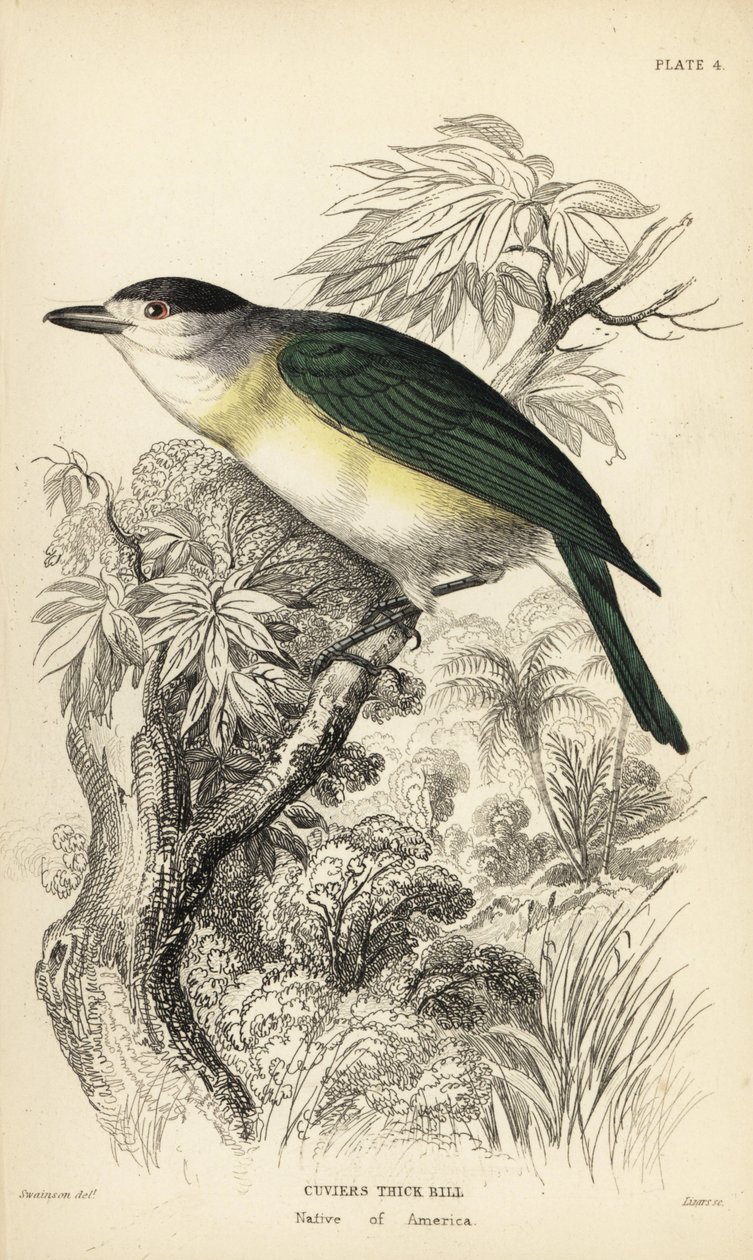 Viherpeippo, Pachyramphus viridis (Cuvier
