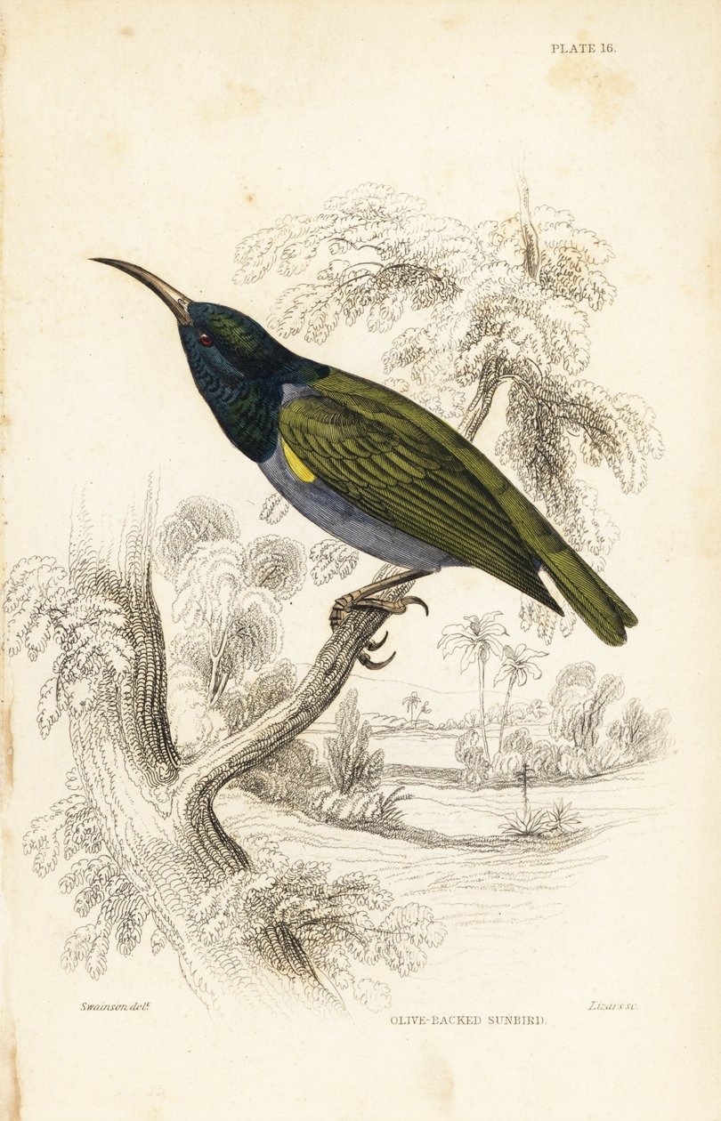Vihreäpäinen aurinkolintu (Ala-Guinea), Cyanomitra verticalis cyanocephala (oliivinokkatähti, Cinnyris chloronotus). William Lizarsin käsin väritetty teräskaiverrus William Swainsonin mukaan Sir William Jardinen Naturalist