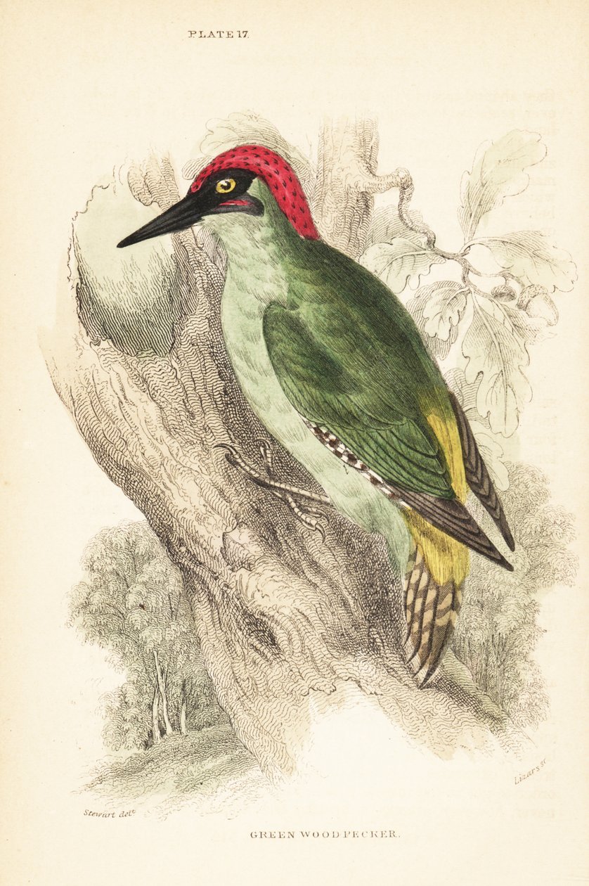 Vihreä tikka, Picus viridis, kyydissä puussa.1889 (kaiverrus) tekijältä Unbekannter Künstler