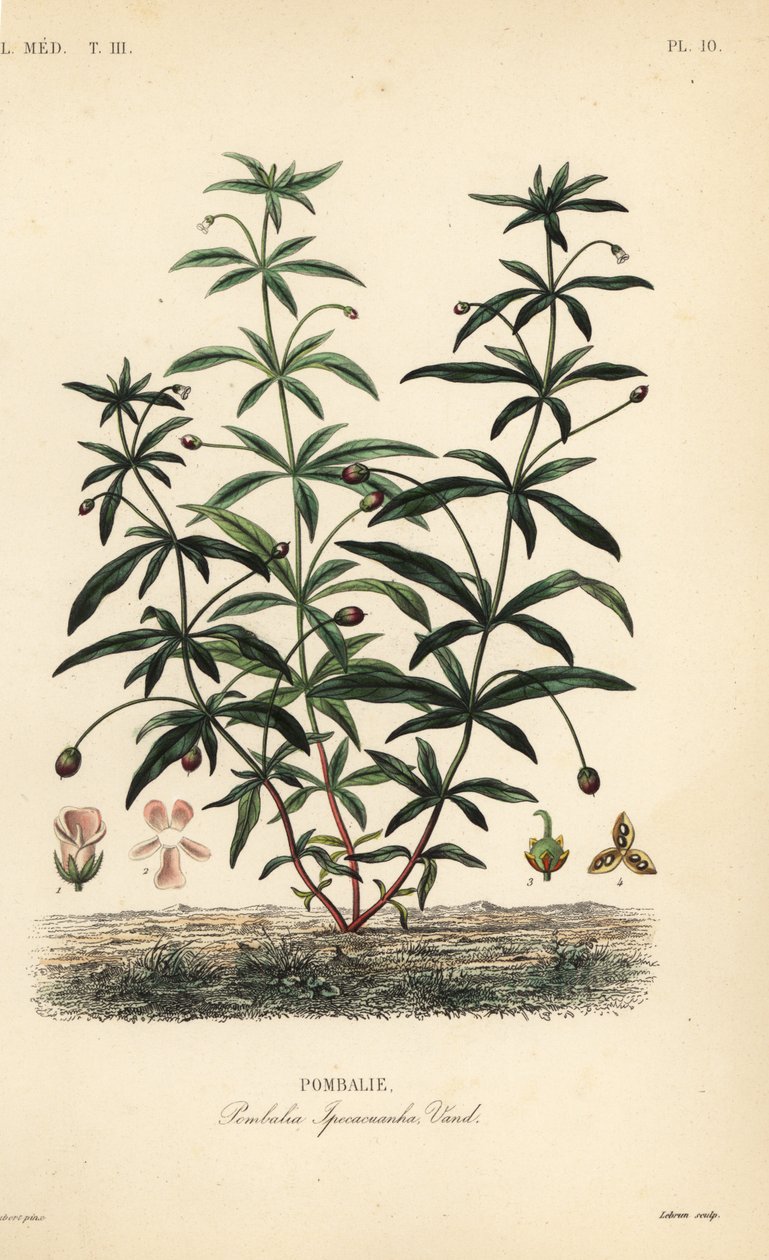 Vihervioletti tai ryhäkukka, Hybanthus calceolaria, Pombalia ipecacuanha, Pombalie tekijältä Unbekannt
