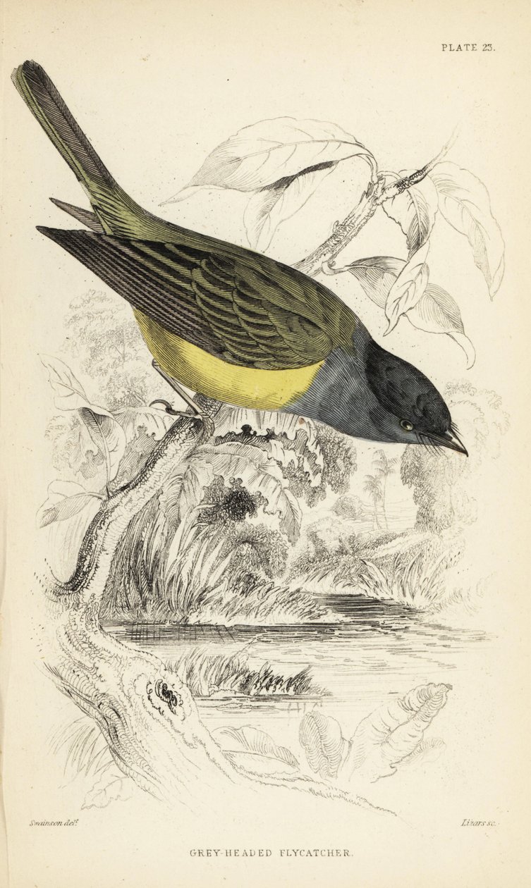 Harmaapäinen kanarialintu, Culicicapa ceylonensis (Grey-headed flycatcher, Cryptolopha poiocephala). William Lizarsin käsin värjätty teräskaiverrus William Swainsonin kuvituksen mukaan Sir William Jardine