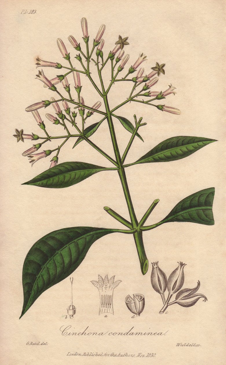 Grey Quinquina (Cinchona officinalis) - William Clarken vahva vesi kuvittaa John Stephensonin ja James Morss Churchillin "Medical Botanical, Description of the Medicinal Plants of London, Edinburgh and Dublin" -teosta, jonka John Churc julkaisi Lontoossa. tekijältä Unbekannter Künstler