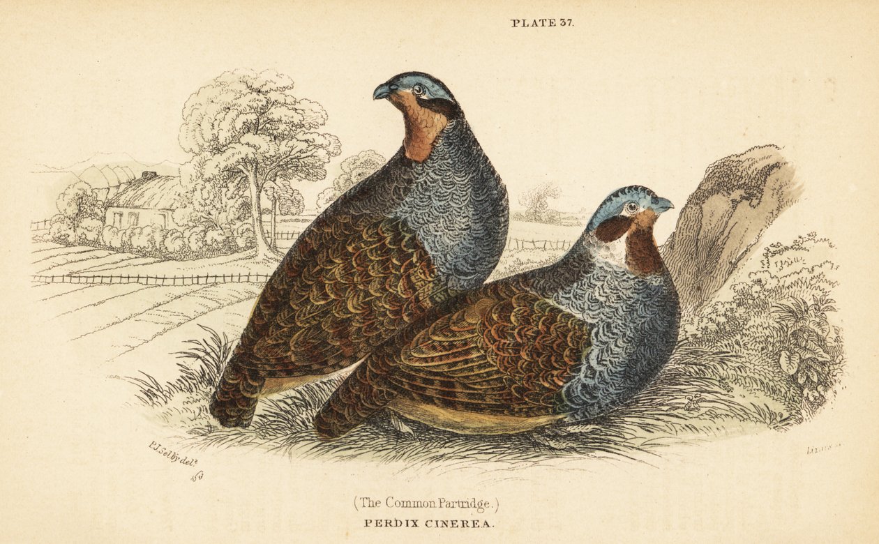 Harmaa pelto, Perdix perdix. 1889 (kaiverrus) tekijältä Unbekannter Künstler