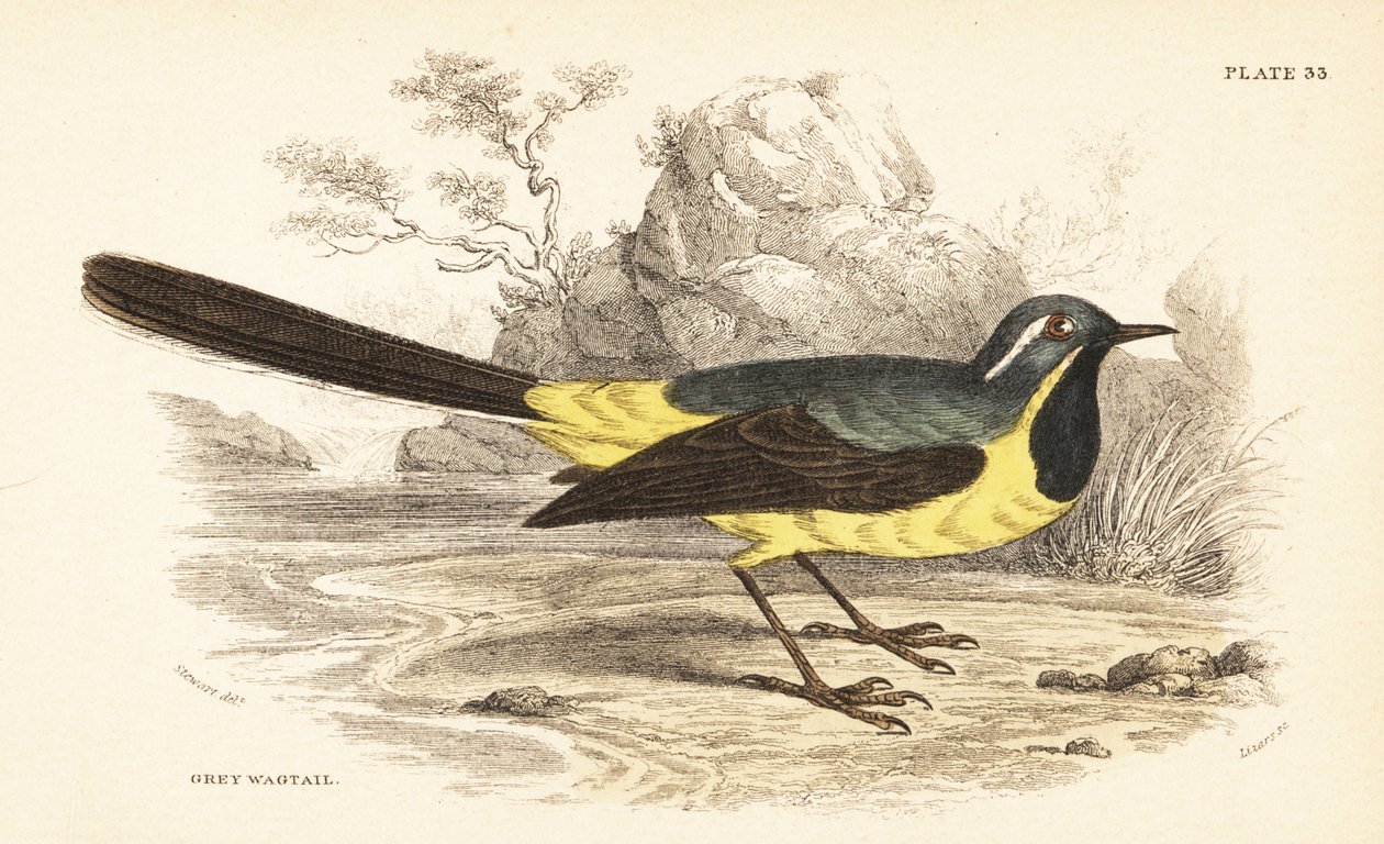 Harmaavästärä, Motacilla cinerea. 1889 (kaiverrus) tekijältä Unbekannter Künstler