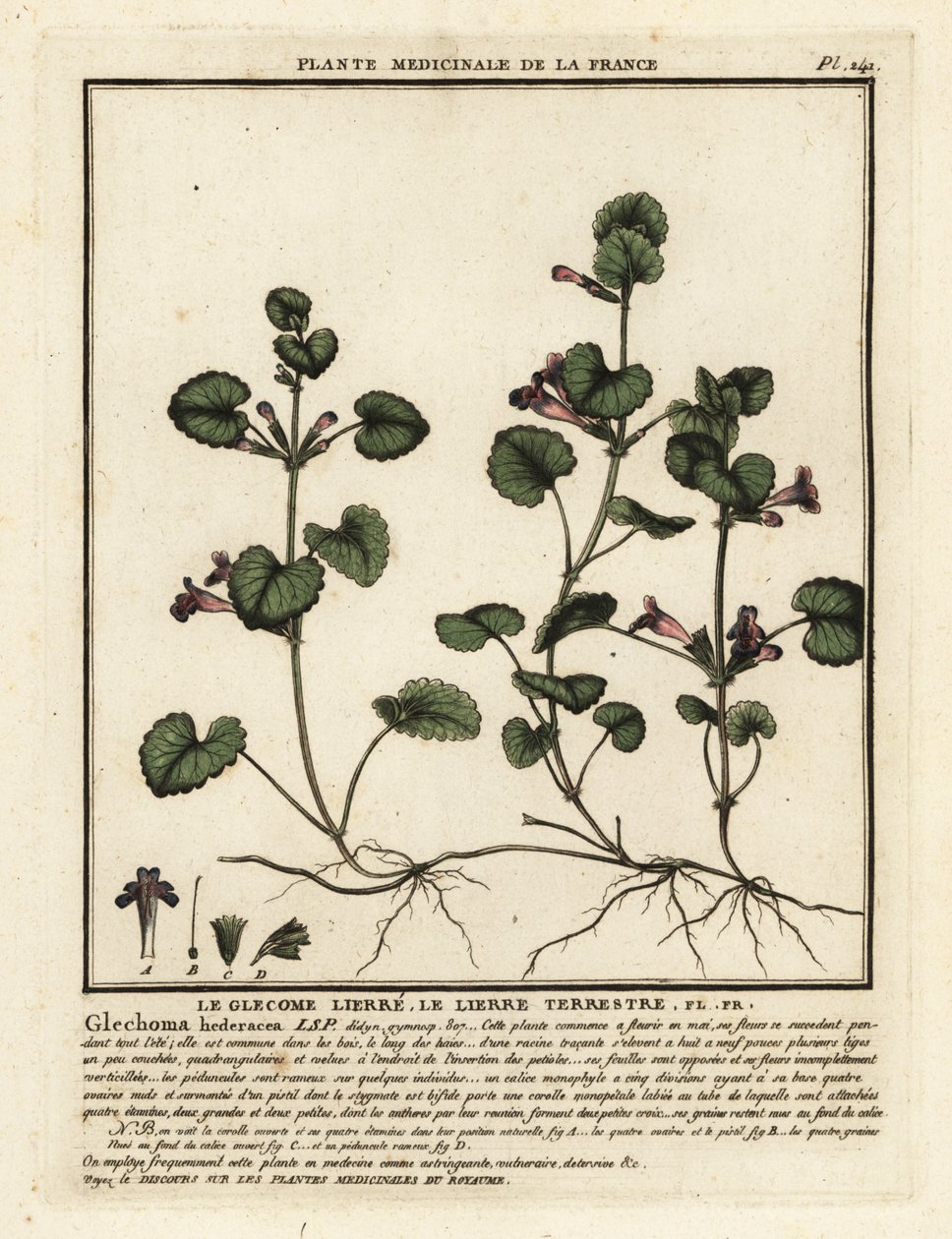 Muratti, Glechoma hederacea. tekijältä Unbekannter Künstler