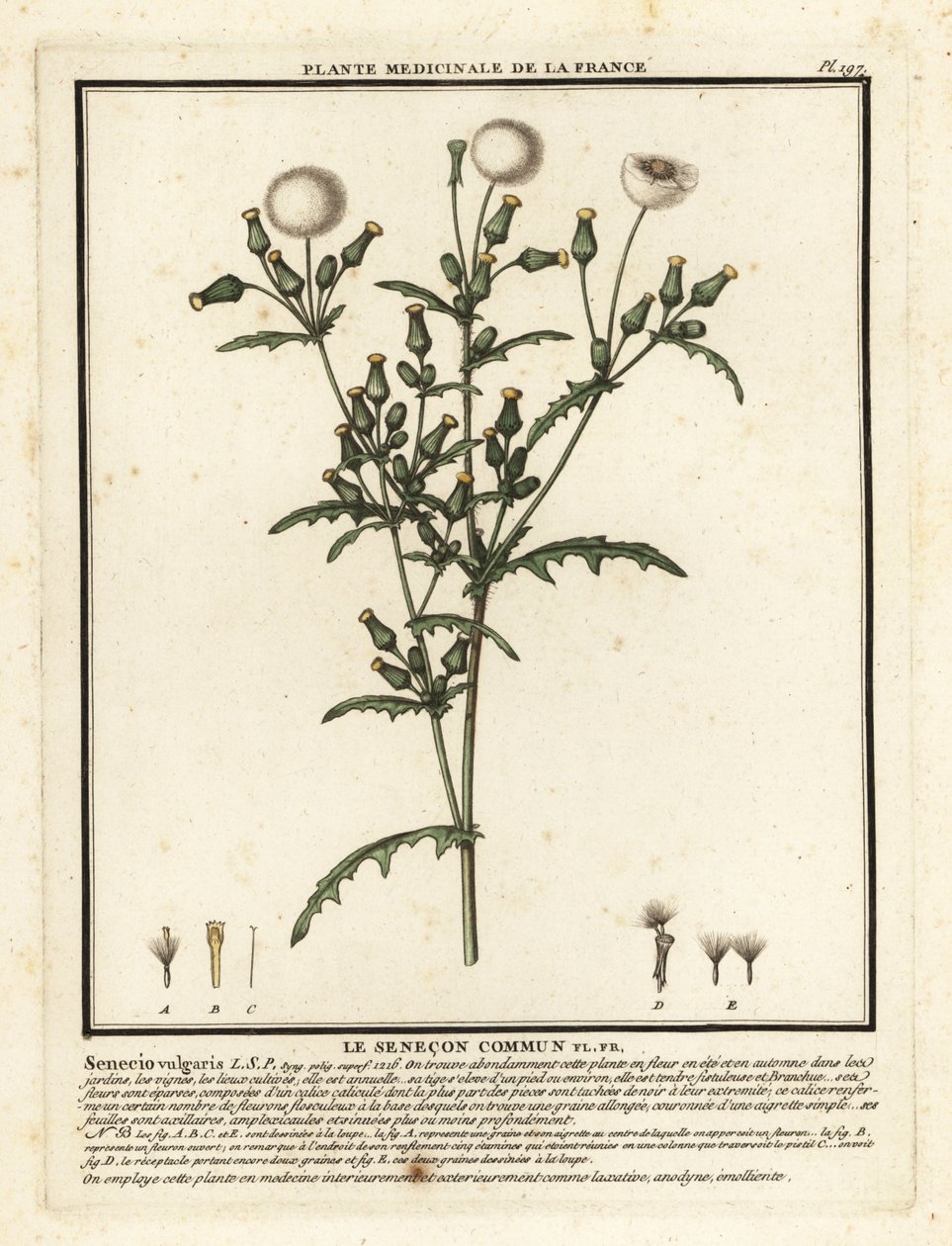 Groundsel, Senecio vulgaris. tekijältä Unbekannter Künstler