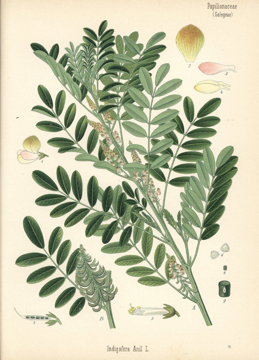 Guatemalalainen indigo tai pienilehtinen indigo, Indigofera suffruticosa (Indigofera anil). Kromolitografia kasvitieteellisen kuvituksen mukaan, joka on peräisin Hermann Adolph Koehlerin teoksesta Medicinal Plants, toimittanut Gustav Pabst, Koehler, Saksa. tekijältä Unbekannter Künstler