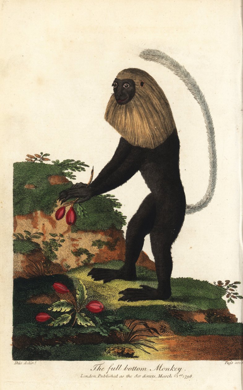 Angolan guereza eli Angolan mustavalkoinen kolobus - Angola colobus, Colobus angolensis. Täyspohja-apina, joka on saanut nimensä siitä, että se muistuttaa täyspohjaista peruukkia. J. Passin käsin tekemä kuparipiirros Johann Jakob Ihlen kuvasta, joka on per tekijältä Unbekannter Künstler