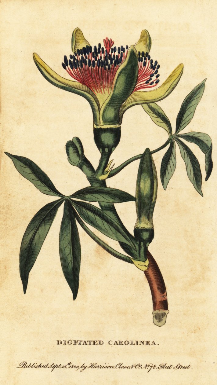Guyana kastanja, Pachira aquatica. ,1800 (kaiverrus) tekijältä Unbekannter Künstler