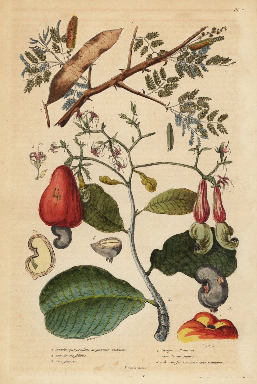 arabikumi, Senegali senegal (Acacia verek) 1,2,3 ja cashewpähkinäpuu, Anacardium occidentale 4,5,6 tekijältä Unbekannt