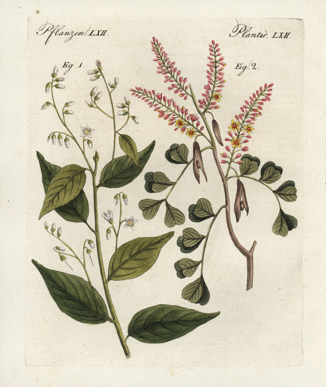 Gum benjamin puu, Styrax benzoin 1, ja logwood, Haematoxylon campechianum 2. Käsinväritetty kuparipiirros Bertuchin Bilderbuch fur Kinder -teoksesta (kuvakirja lapsille), Weimar. tekijältä Unbekannter Künstler