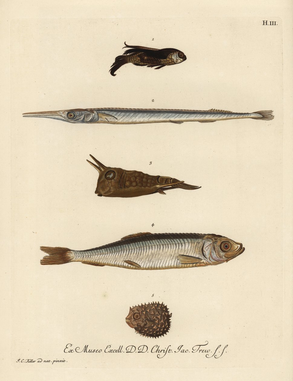 Kilohaili, Chelidonichthys-lajit 1, neulakala, Belone belone 2, pitkäsarvinen lehmäkala, Lactoria cornuta 3, silakka, Clupea harengus 4, ja piikkisika, Chilomycterus reticulatus 5. Käsinväritetty kuparipiirros, joka on tehty Johann tekijältä Unbekannter Künstler