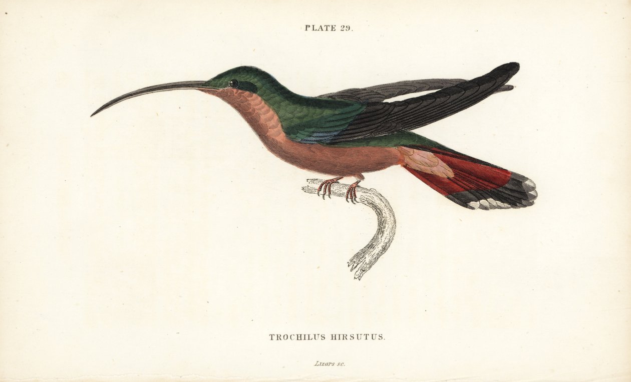 Karvajalkainen kolibri, Glaucis hirsutus (Rufos-breasted hermit, Trochilus hirsutus). William Lizarsin käsin väritetty teräskaiverrus Sir William Jardinen Naturalist