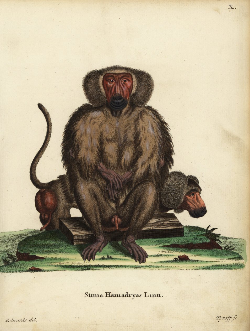 Hamadryas-paviaani, Papio hamadryas. Simia hamadryas Linn. Tyroffin käsin värjätty kuparipiirros George Edwardsin kuvituksen mukaan Johann Christian Daniel Schreberin teoksesta Animal Illustrations after Nature, or Schreber