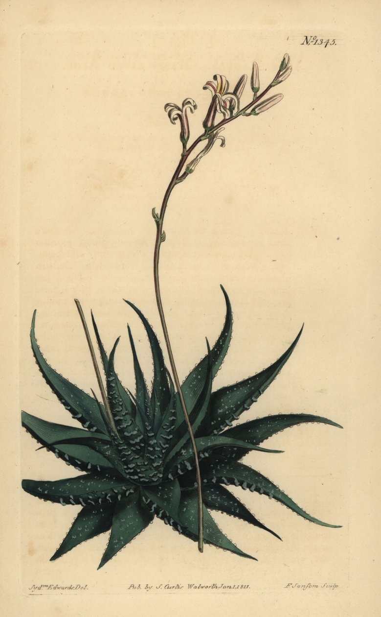 Haniki Dwarf Alo, Havartiye Attenuata War. kivistä Rasp-lehtinen Aloe, Aloe radula tekijältä Unbekannt