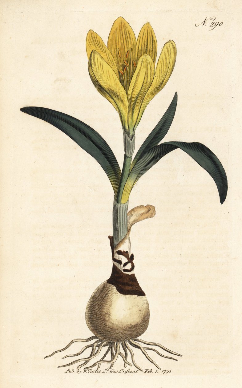 Harvester - Syksyn narsissi, Sternbergia lutea (Keltainen amaryllis, Amaryllis lutea) - Käsin värjätty kuparilevyn kaiverrus William Curtis