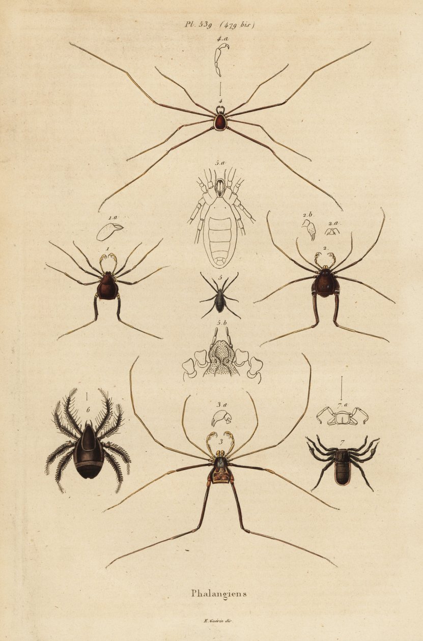 Harvestmen, harvesterit tai isän pitkäjalkaiset, Opiliones-lajit tekijältä Unbekannt