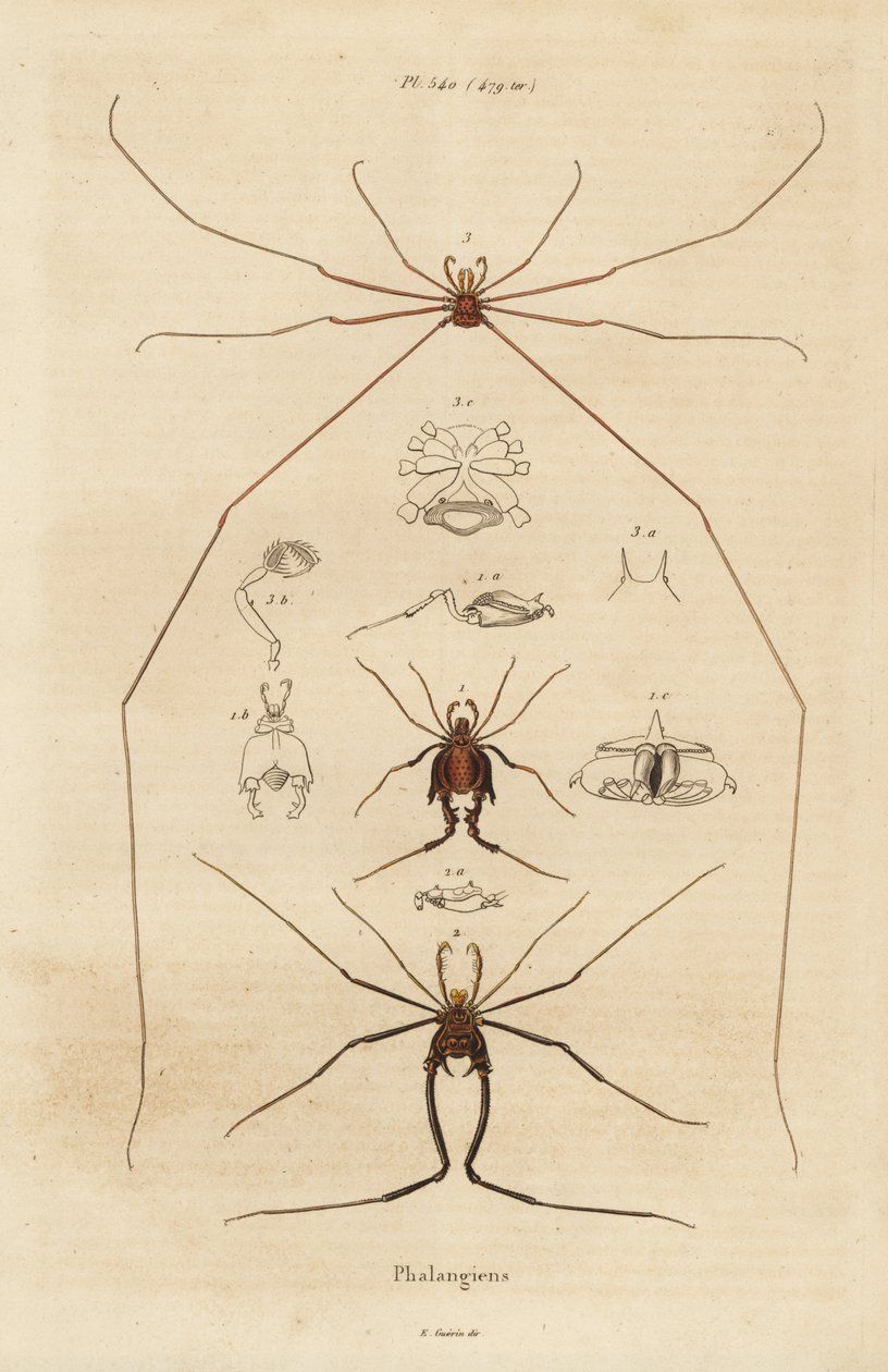 Harvestmen, harvesterit tai isän pitkäjalkaiset, Opiliones-lajit tekijältä Unbekannt