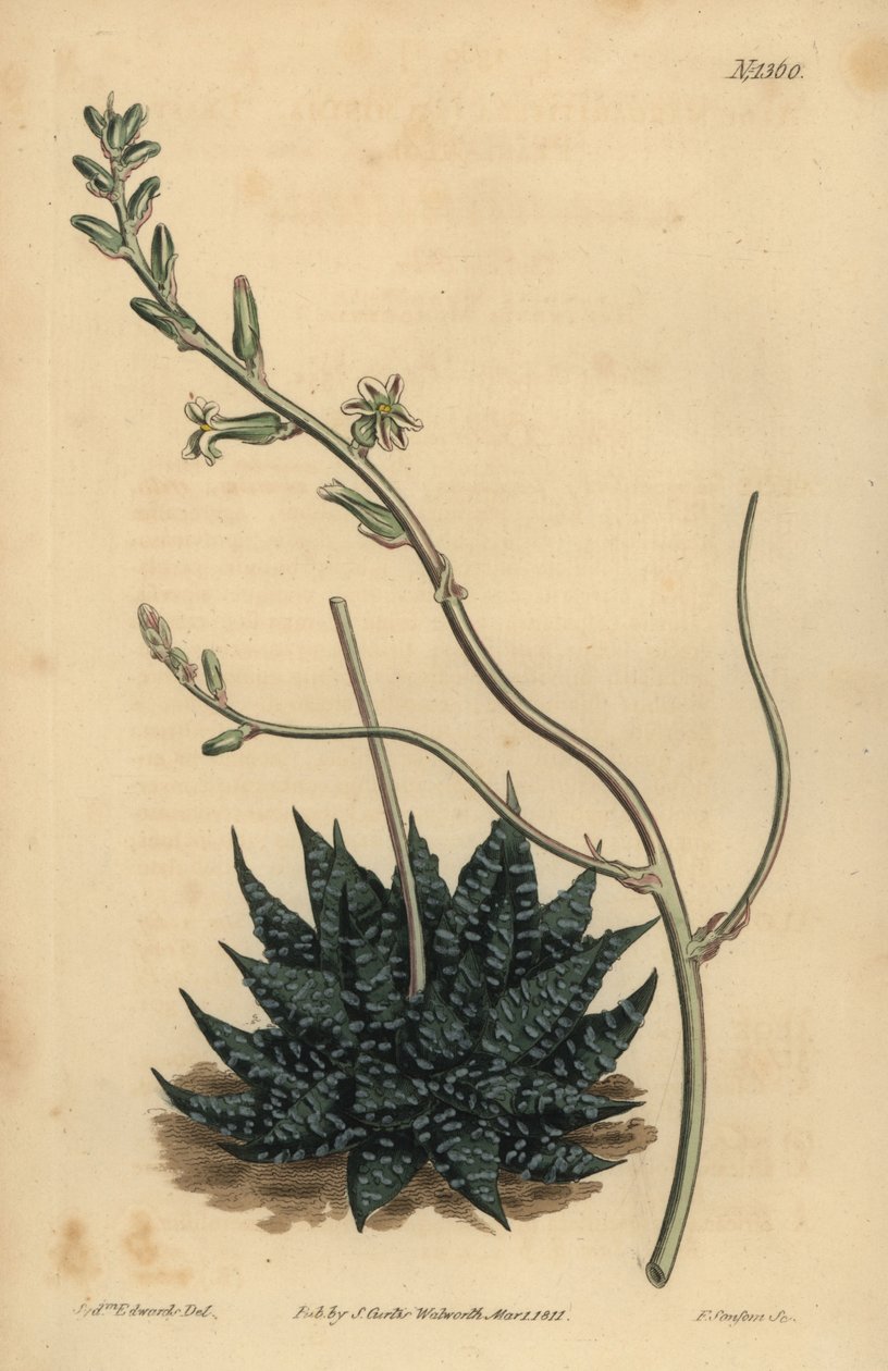 Haworthia minor tai Tulista minima (Least Pearl aloe, Aloe margaritifera minima) tekijältä Unbekannt