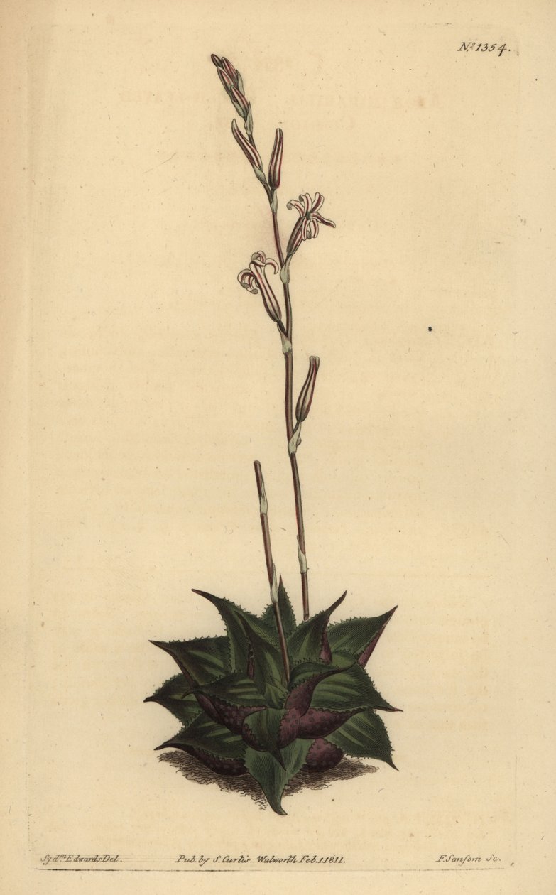 Haworthia mirabilis (Karkealehtinen tyynyaloe, Aloe mirabilis) tekijältä Unbekannt