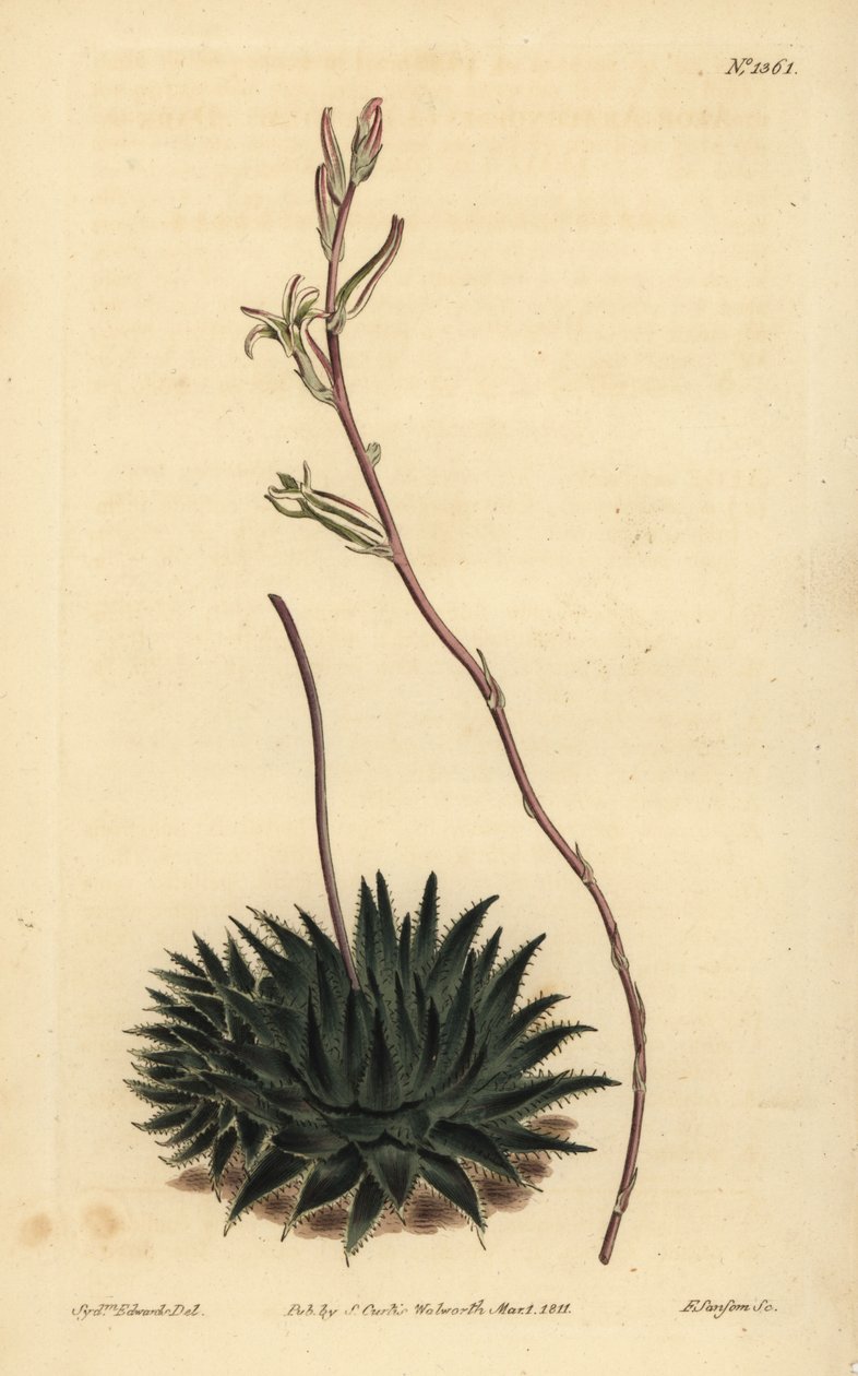 Haworthia pumila tai Tulista pumila (tummalehtinen hämähäkkialoe, Aloe arachnoides pumila) tekijältä Unbekannt