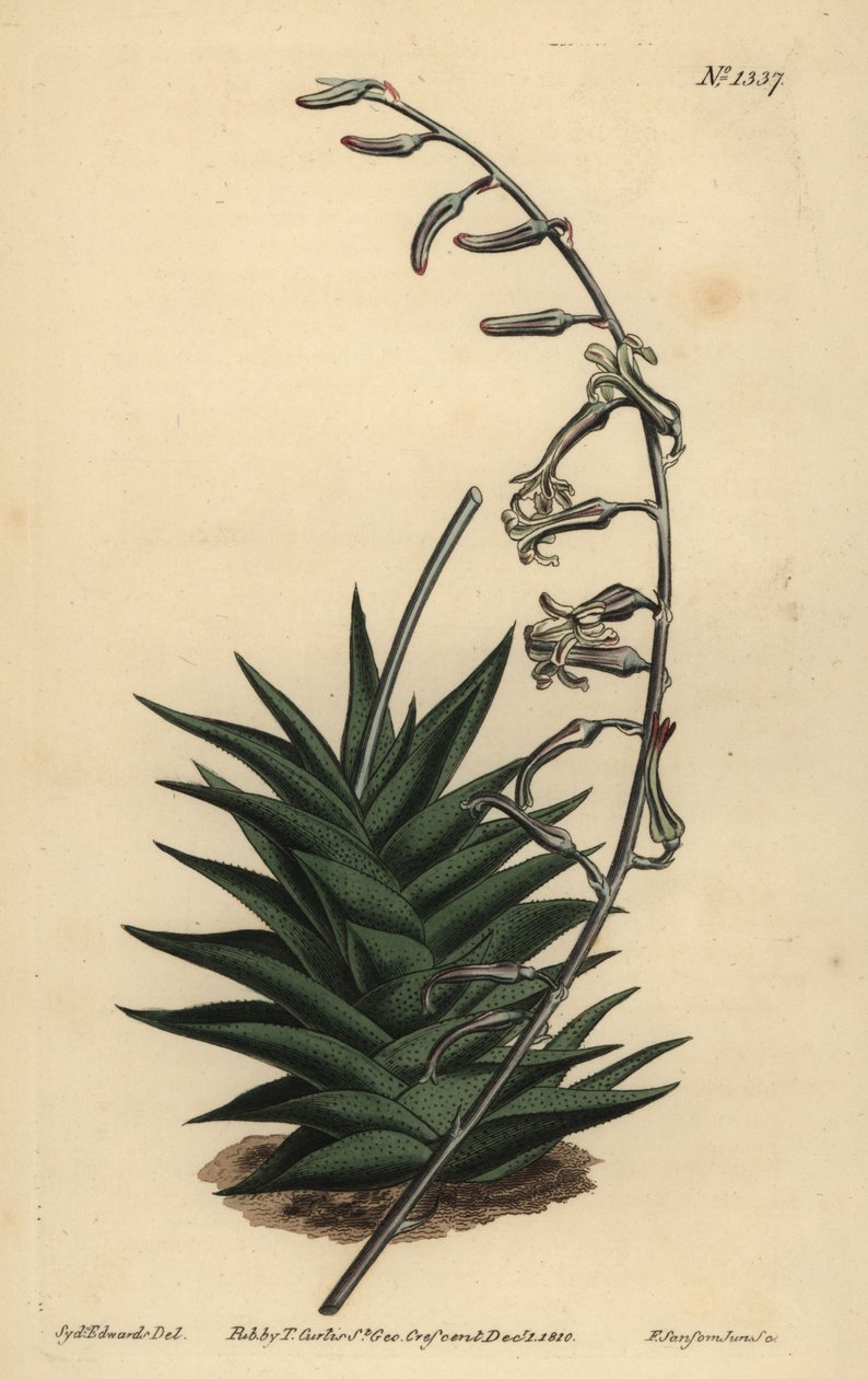 Haworthia viscosa (jäykkälehtinen aloe, Aloe rigida) tekijältä Unbekannt